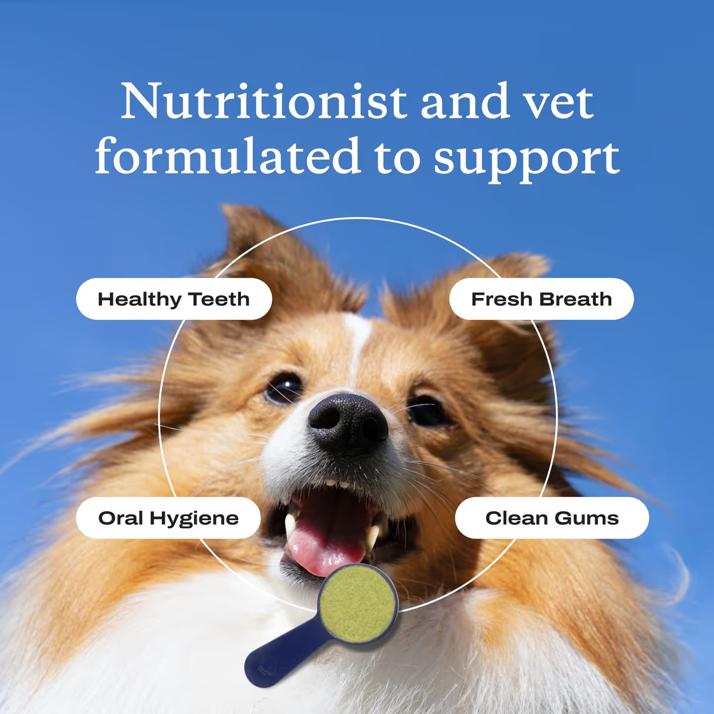 ✨ Zvoevo® PetsBright Advanced Dental Powder for Clean Teeth & Fresh Breath 🐕